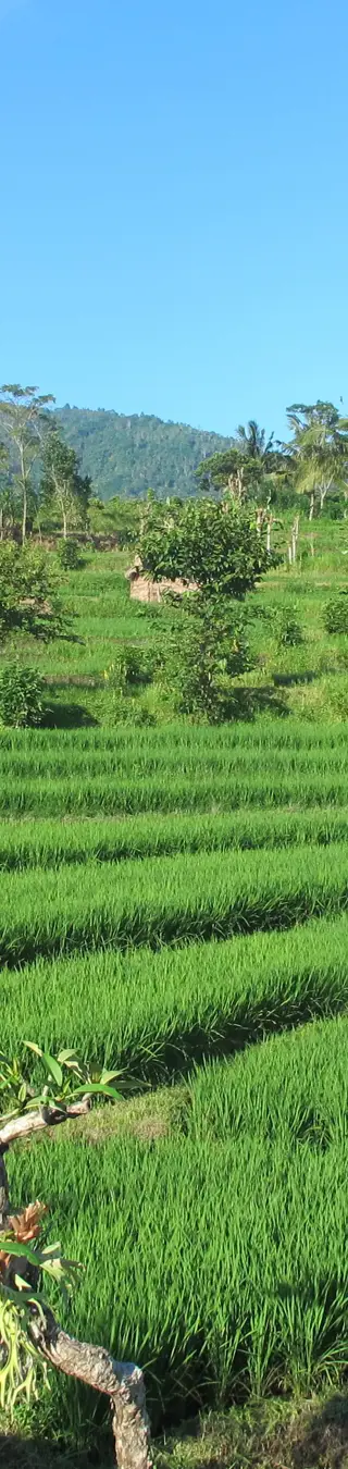Die Reiseterassen in der Nähe von Ubud strahlen Ruhe aus